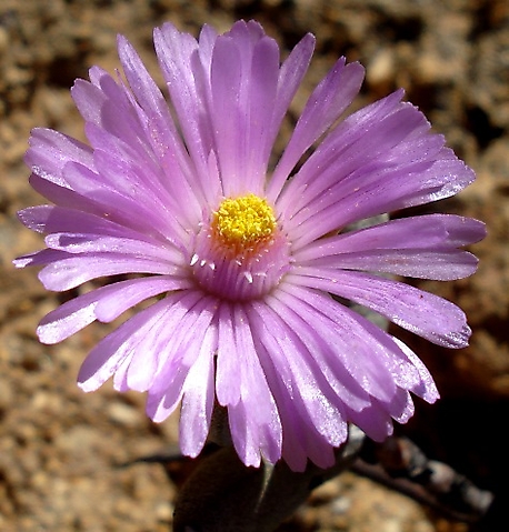 Hallianthus planus flower
