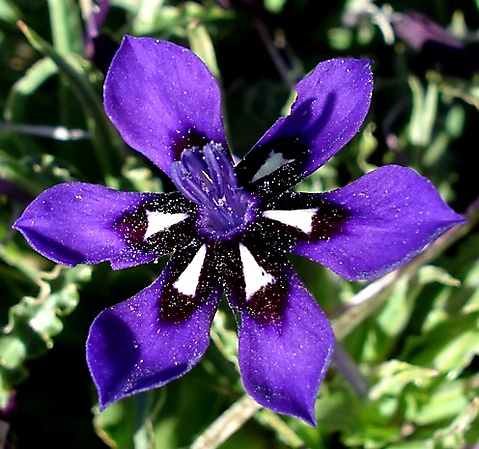 Lapeirousia oreogena flower