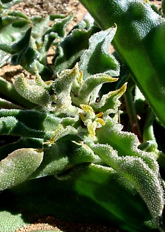 Mesembryanthemum crystallinum leaves big and small