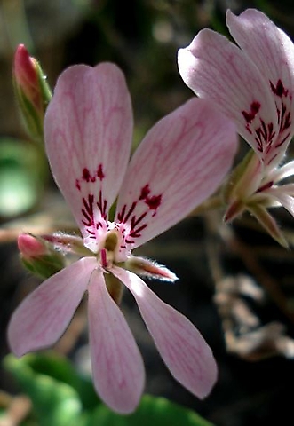 Pelargonium pinnatum flower