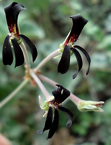 Pelargonium sidoides flowers showing style branches