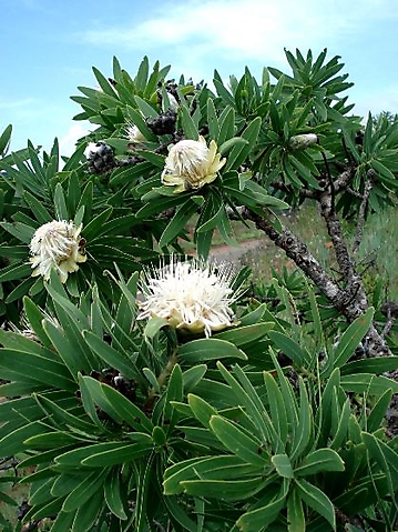 Protea gaguedi leaves