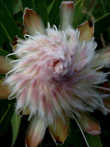 Protea gaguedi flowerhead