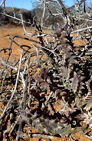 Quaqua armata subsp. maritima