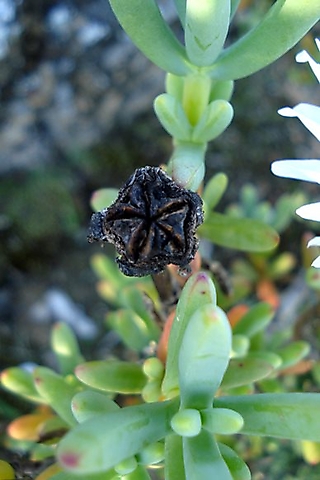 Ruschia goodiae capsule and leaves
