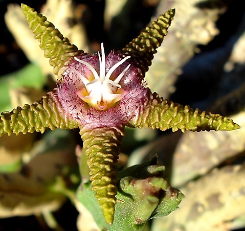 Stapelia flavopurpurea coronas in the flower centre