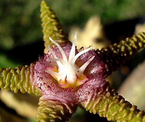 Stapelia flavopurpurea flower centre