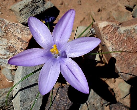 Syringodea longituba flower