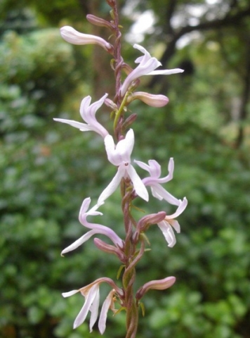 Cyphia stenopetala flowers