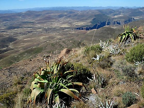 Kniphofia northiae in Lesotho panorama