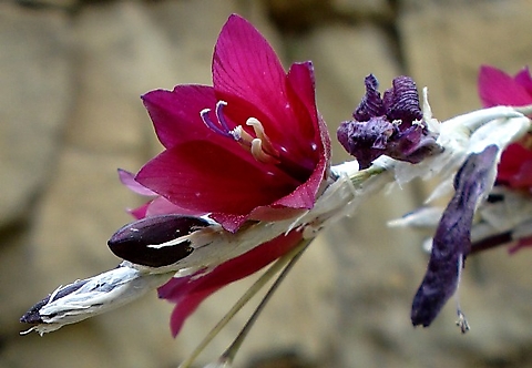 Dierama  reynoldsii flower stages