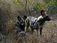 African wild dogs 