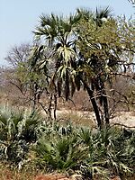 Hyphaene coriacea, the lala palm 