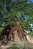 Termite mound and mopane tree