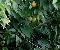 Croton megalobotrys fruit