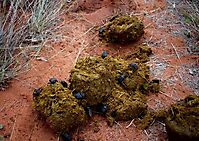 Dung beetles at work