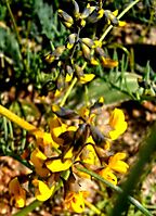Lebeckia plukenetiana flowers