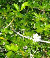 Gardenia thunbergia, a sociable tree