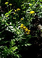 Schistostephium crataegifolium