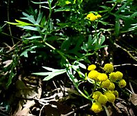 Schistostephium crataegifolium flowerheads