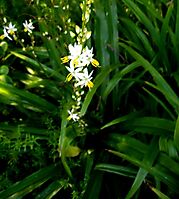 Chlorophytum saundersiae flowers