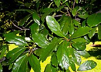 Cryptocarya latifolia, the broad-leaved quince