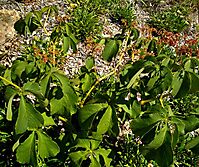 Cyphostemma lanigerum leaves