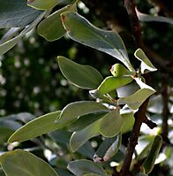 Agelanthus natalitius subsp. zeyheri fruit