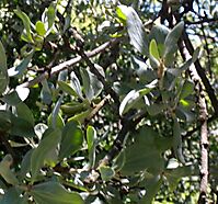 Agelanthus natalitius subsp. zeyheri leaves