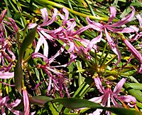 Nerine humilis flowers