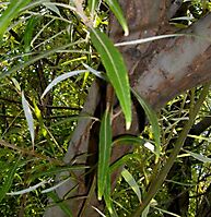 Salix mucronata subsp. woodii young stem