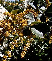 Searsia batophylla flowers