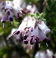 Erica ericoides flower cluster