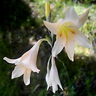 Gladiolus monticola, the bergpypie