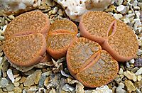 Lithops lesliei subsp. lesliei glossy green