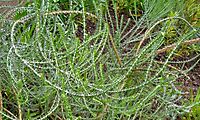 Metalasia muricata curving stems in a garden