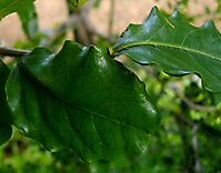 Scutia myrtina leaves
