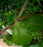 Scutia myrtina lower leaf surfaces