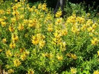 Leonotis leonurus yellow flowers