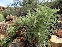 Arctotis revoluta spreading shrub