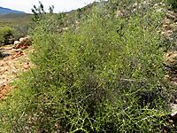 Aspalathus acuminata subsp. acuminata shrub