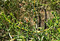 Aspalathus acuminata subsp. acuminata leaves