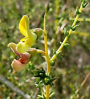 Aspalathus acuminata subsp. acuminata flowers