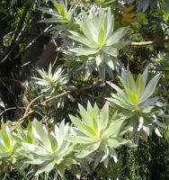 Leucadendron argenteum leaves
