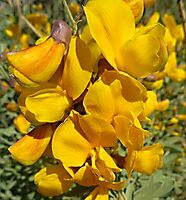 Calobota cytisoides flowers