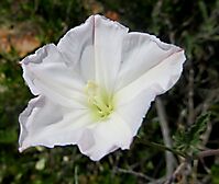 Convolvulus capensis flower
