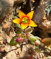 Crassula dichotoma flower