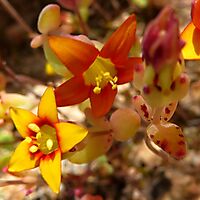 Crassula dichotoma leaf blotches and flower colours