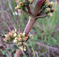 Crassula nudicaulis var. platyphylla opposite clusters