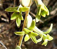 Dipcadi brevifolium flowers